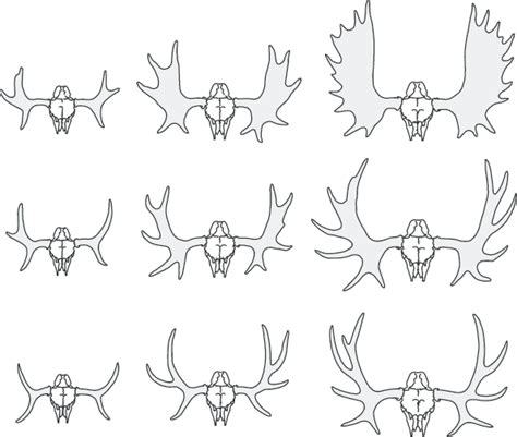 Moose Antler Drawing