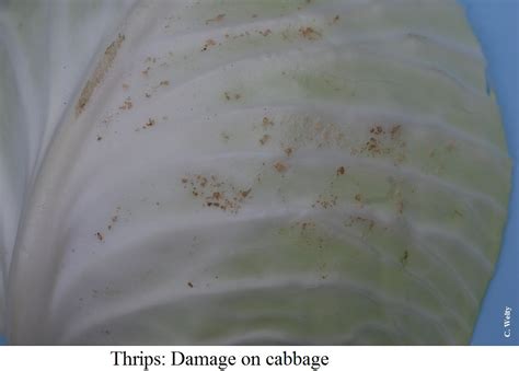 Thrips Vegetable Fruit Insect Pest Management