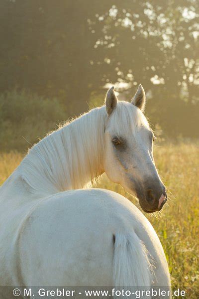 Pferdebilder Paso Fino