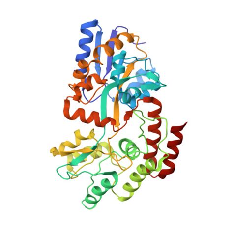 RCSB PDB 2MV0 Solution NMR Structure Of Maltose Binding Protein From