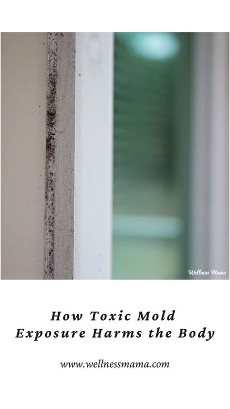 How Toxic Mold Exposure Harms the Body | Wellness mama, Natural ...