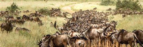 What Is The Great Migration Safari In East Africa