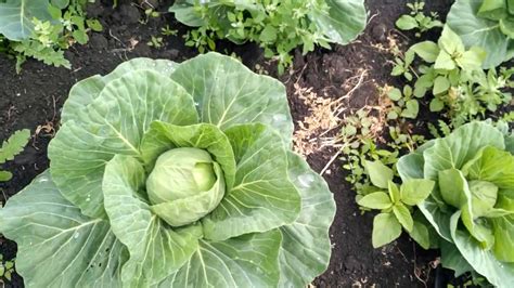 Ранняя капуста Пандион в поле Early cabbage Pandion in the field - YouTube