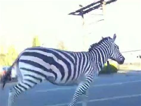 Zebra In Fuga Per Le Strade Di Sacramento Video Dailymotion