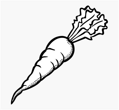 Outline Picture Of Carrot, HD Png Download , Transparent Png Image ...