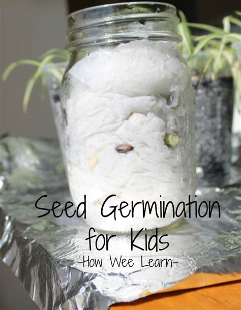 Seed Germination Third Grade