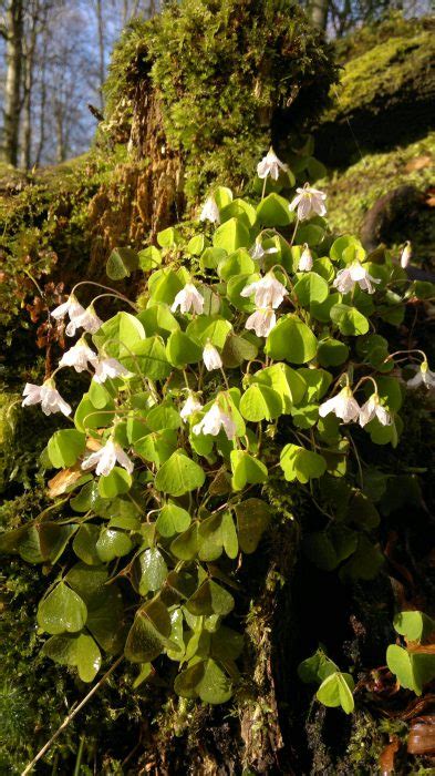 Wood Sorrel – Identification, Edibility, Distribution, Ecology, Recipes ...