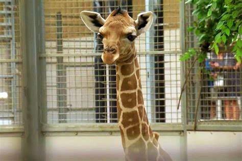 Omahas Henry Doorly Zoo Gives A Sneak Peek Of Its Newest Baby Giraffe