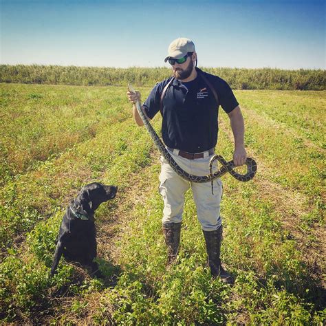 Snake Photographs Snakes Slideshow Pythons Everglades FL | Marco Island