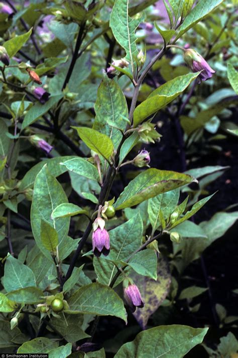 Poisonous Nightshade Flower