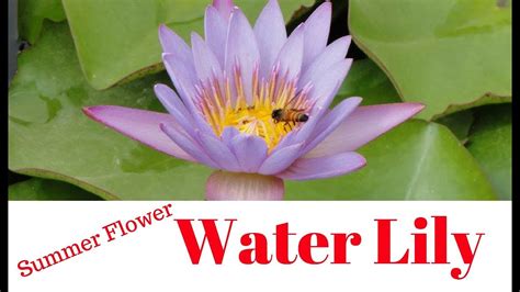 How To Grow Water Lily At Home YouTube