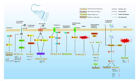 Lipus Regulates Cartilage Regeneration Via Multiple Pathways Lipus