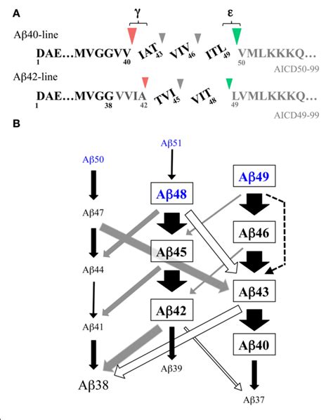 Figure 2 From Molecular Mechanism Of The Intramembrane Cleavage Of The