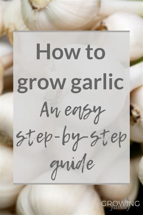 How To Plant Garlic Artofit