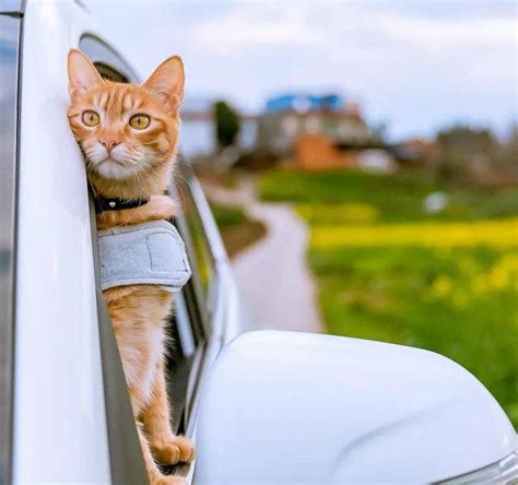 “开车带猫咪回老家，猫咪吐了一路”：猫咪也是会晕车的