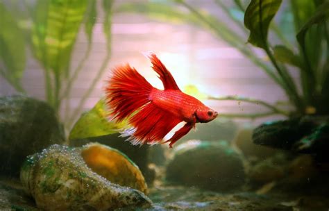 Can Betta Fish Live With Guppies In The Same Tank Compatibility Facts