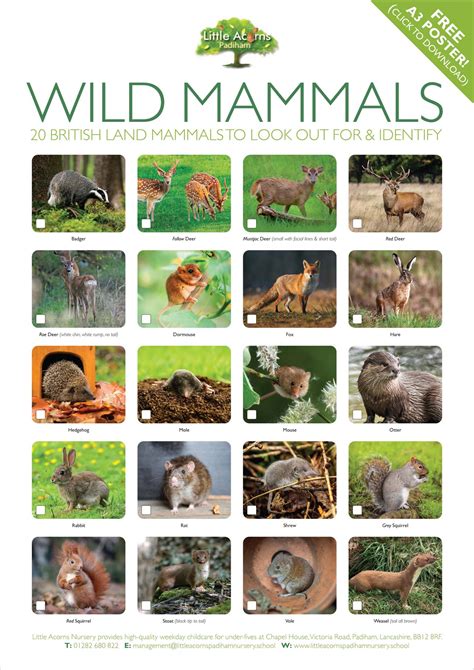 Free British Land Mammals Poster for Children to Download & Print