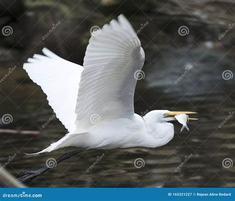 Grande Foto De P Ssaro Egret Branco Voo De P Ssaro Egret Branco Imagem