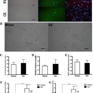 Identification Of Stem Cell Related General Characteristics Of Wistar