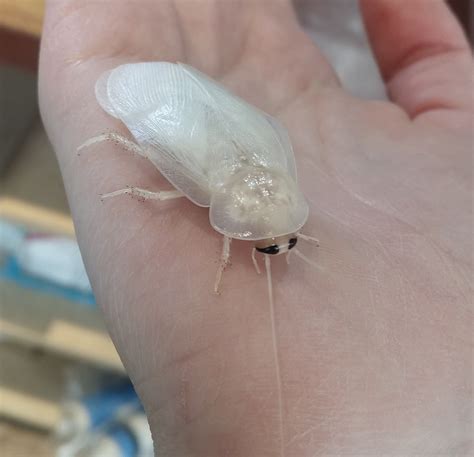 Adult Male Dubia Roach That Just Shed Dont Worry The Wings Are Just