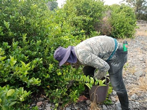 La Jornada Tras tres semanas reactivan producción de limón en Apatzingán