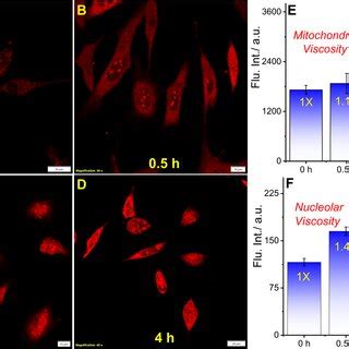 Confocal microscopy images of U 87 MG cells stained with 5 μM QR and