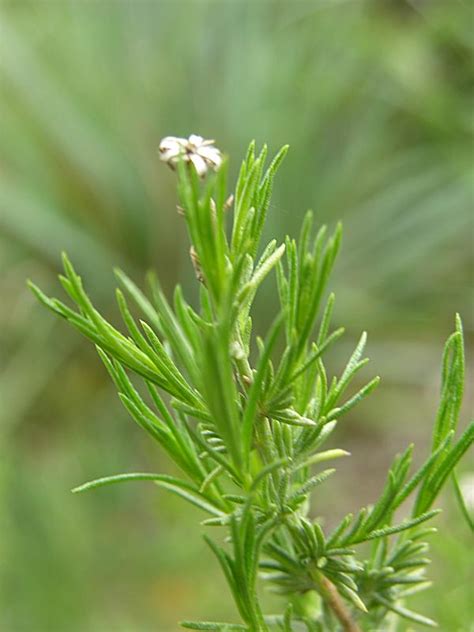 Ericameria Ericoides