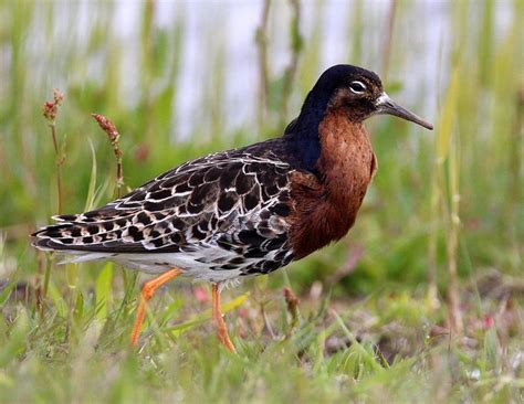 Kemphaan Calidris Pugnax Mannetje