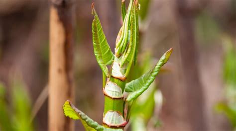 How To Identify Japanese Knotweed In Autumn Growing Habbits