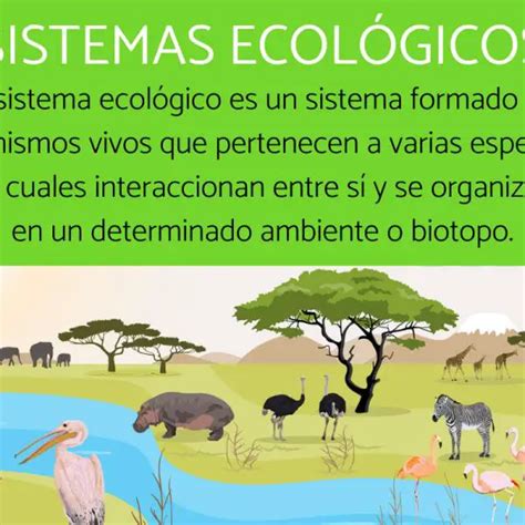 Los Procesos Ecol Gicos Que Debes Conocer Ecozap