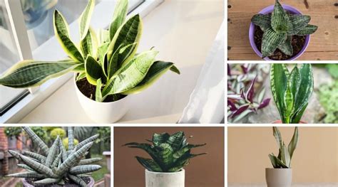 Dracaena Varieties 37 Different Types Of Snake Plants In 2022 Snake