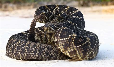 Eastern Diamondback Rattlesnake Bite Animals Around The Globe