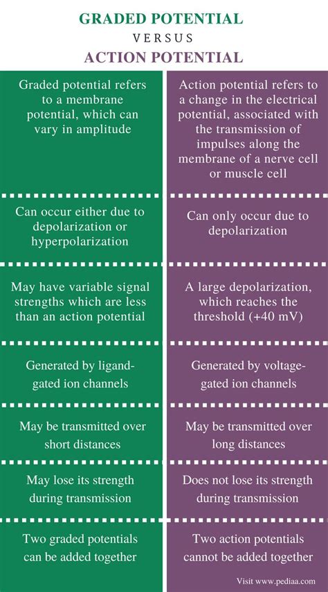 Difference Between Graded Potential And Action Potential Comparison