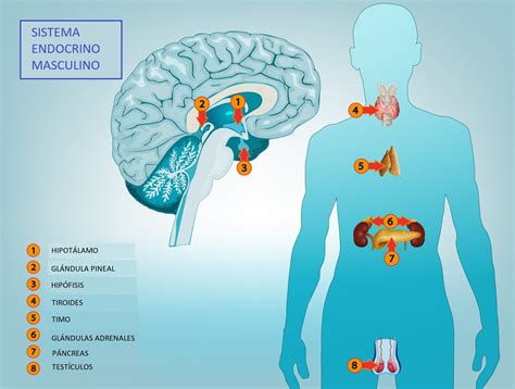 SISTEMA ENDOCRINO WebFisio