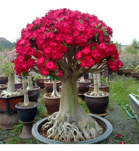 Tipo De Rosa Do Deserto - Lista de Tipos de Rosas do Deserto: Espécies com Nome e Fotos – Mundo ...