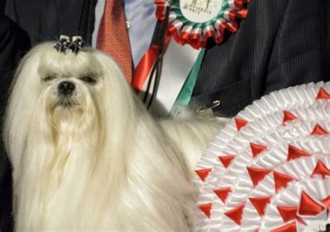 A Malpensa La Passerella Canina VareseNews Foto