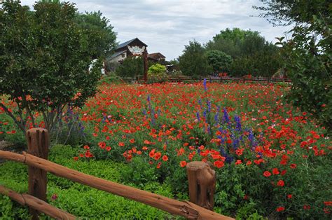 Wildseed Farms Photograph by Lynn Bauer