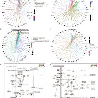 Functional Enrichment Analysis Of Cis Target Genes Based On