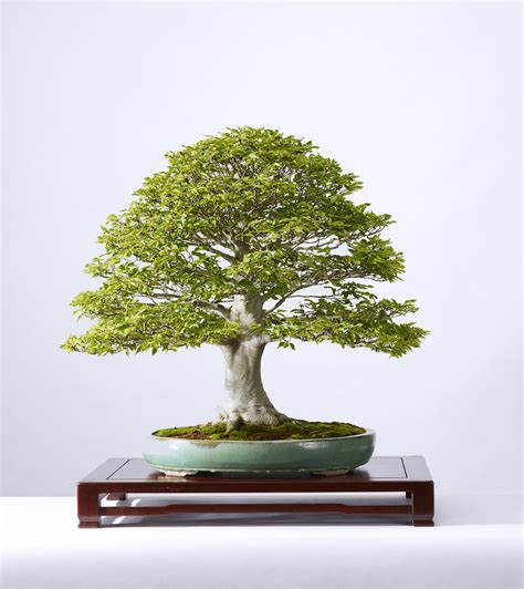 15 Types Of Bonsai(indoor) A Chart With Stunning Visuals