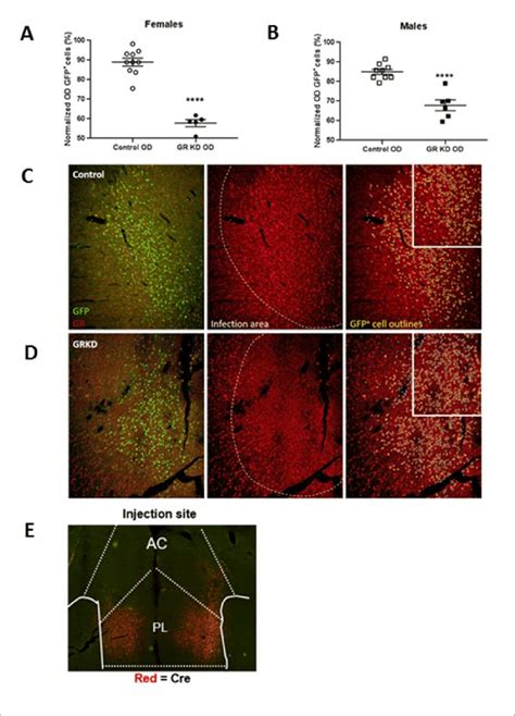 Verification Of Glucocorticoid Receptor GR Knockdown In The Prelimbic