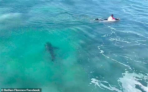 Chilling Moment Great White Shark Glides Between Three Surfers At South