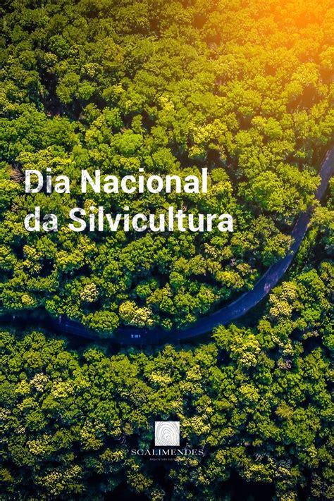 Hoje O Dia Nacional Da Silvicultura Silvicultura A Arte E A