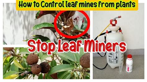 How To Get Rid Of Leaf Miners Maintenance Control Leaf Miners From