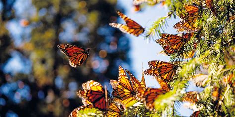 Migraci N De Mariposa Monarca En Riesgo Reporte Indigo