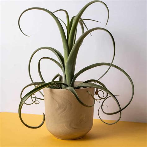 Suculenta Tillandsia Curly Slim La Tienda Del Cactus