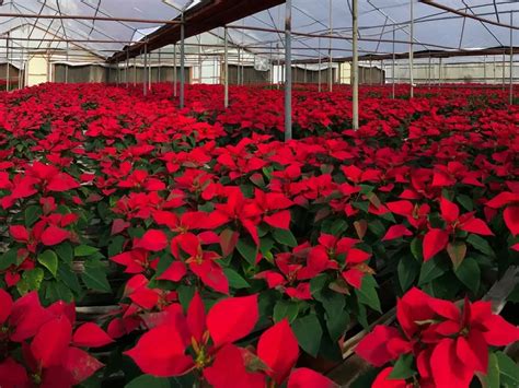 Our Poinsettias Green Things Nursery