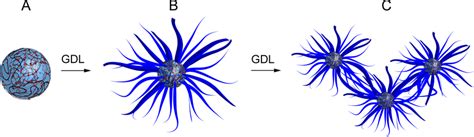 Scheme Showing Metamorphosis Of Coacervate Based Protocells Into