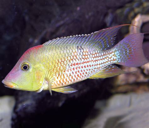 Red Hump Geophagus Steindachneri Aj Aquatics Inc