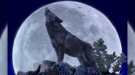 First Full Wolf Moon Of Bambi Carlina