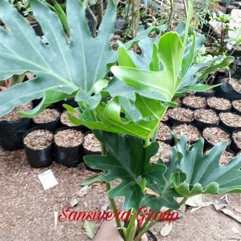 Jual Tanaman Philodendron Selloum Pohon Philo Kab Bogor Grosir